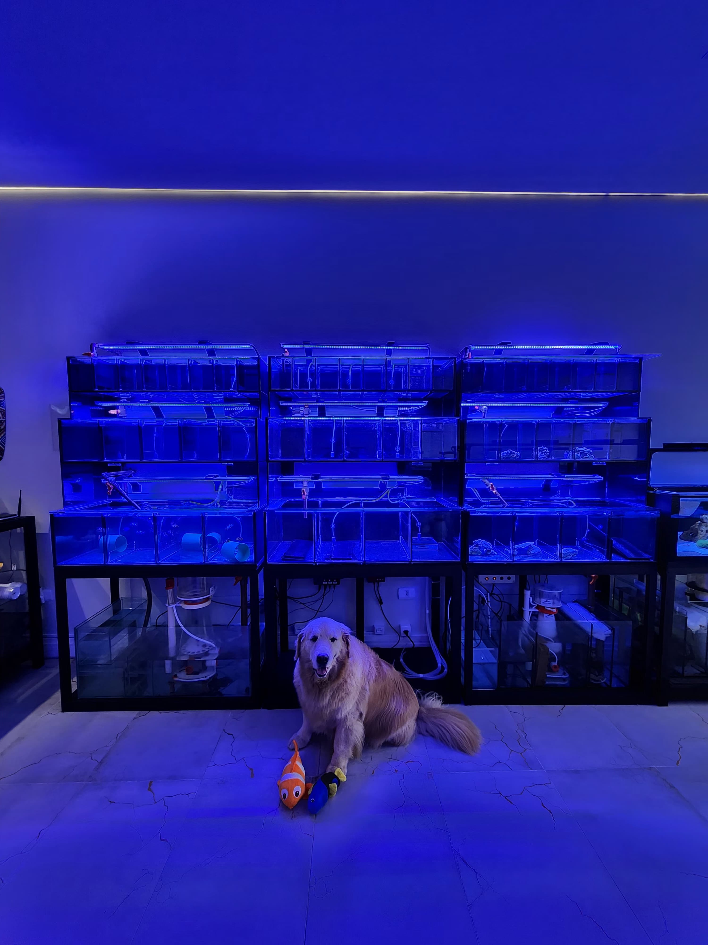 Baterias de peixe da Golden Reef