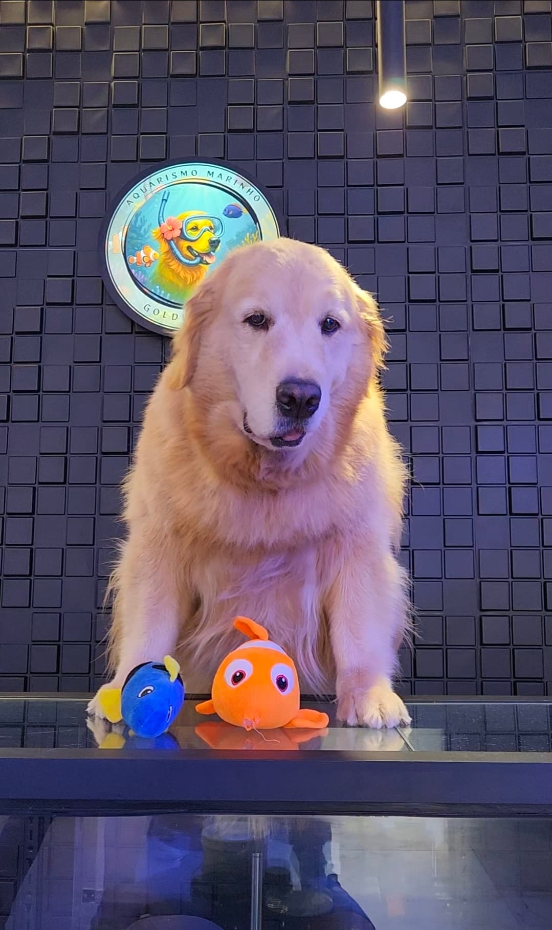 Linda, mascote da Golden Reef